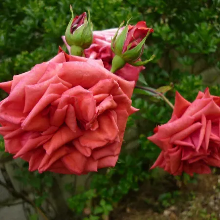 Casa La Pontiga Las Rozas